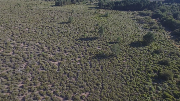 Male Deers Running in the Smoothness, Aerial View