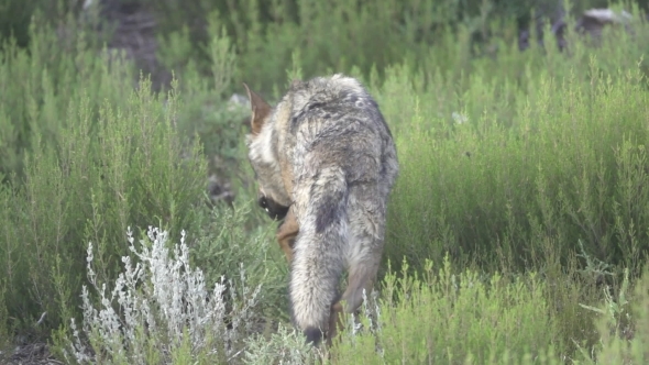 Wolf Entering the Bush