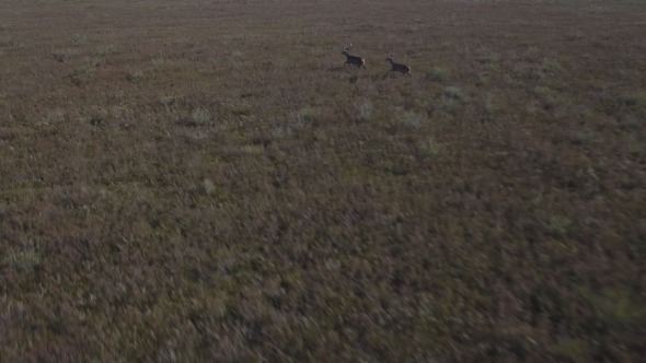 Male Deers Running in the Smoothness, Aerial View