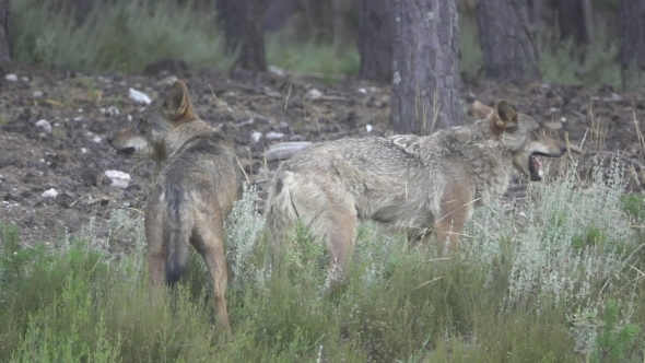 Two Wolfs Eating