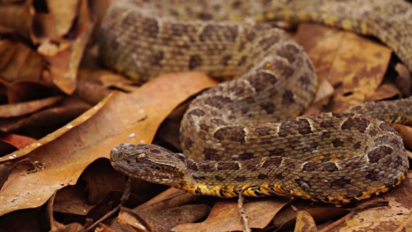 Brazilian Jararaca Highly Dangerous Snake with Ticks