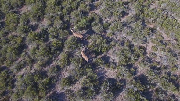 Hoovering Male Deers in the Smoothness, Top View