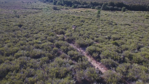 Following Male Deers Running in the Smoothness