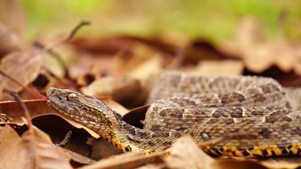 Brazilian Jararaca Highly Dangerous Snake with Ticks