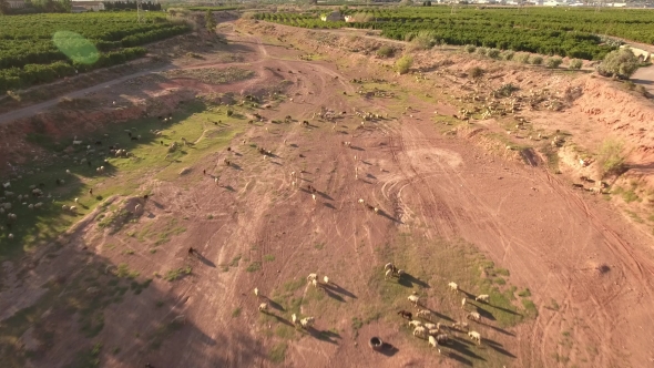 Top View of Cattle at Riverbed Areal View