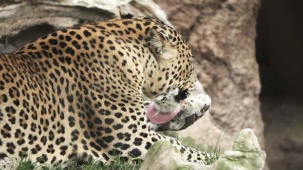 A Leopard Licks Legs