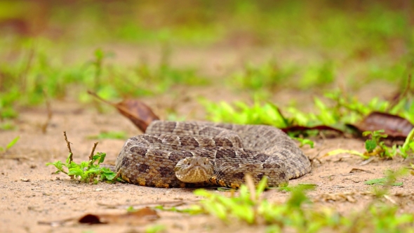 Brazilian Jararaca Highly Dangerous Snake with Ticks