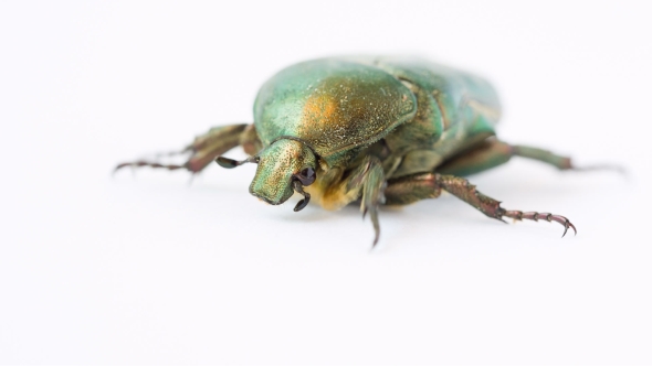 Green Beetle