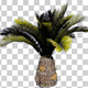 Sago Palm Tree - VideoHive Item for Sale