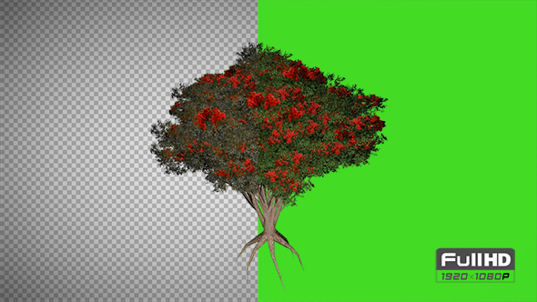 Nothern Rata Tree alt
