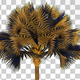 Bismarck Palm Tree - VideoHive Item for Sale