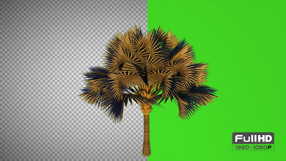 Bismarck Palm Tree alt