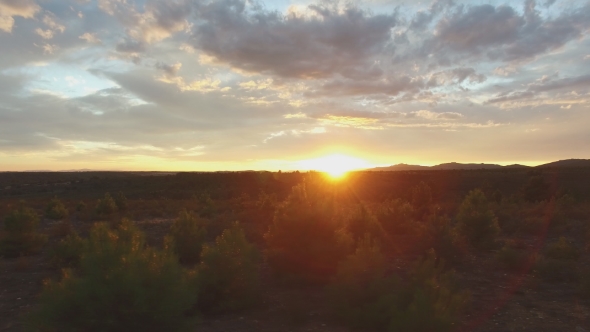 Cloudy Sunset Over Pine Trees