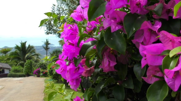A Pink Flowers of Bougainvillea Tree in the Park