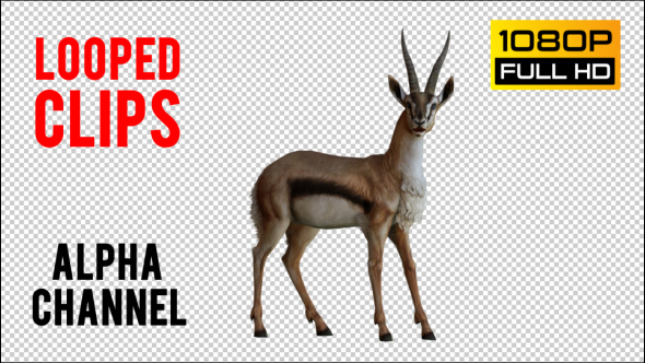 Gazelle 4 Realistic