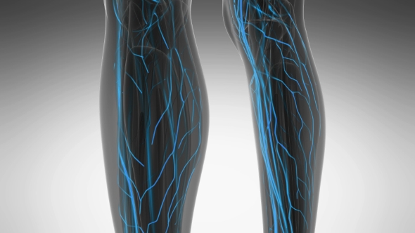 Human Body with Glow Blood Vessels alt
