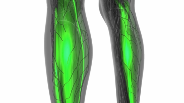Human Muscle Anatomy alt