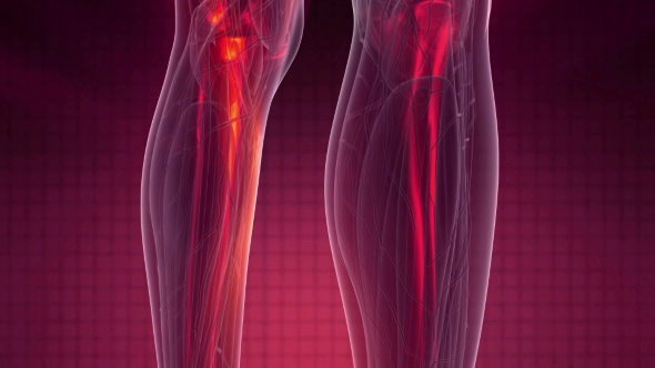 Human Body with Visible Skeletal Bones alt