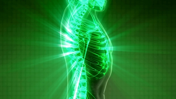 Human Body with Visible Skeletal Bones alt