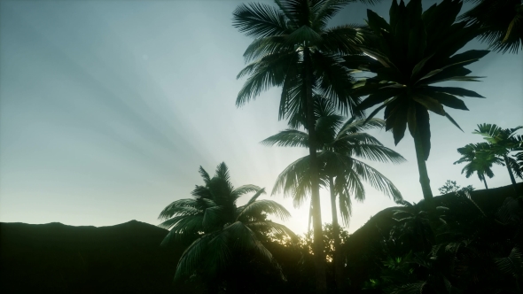 Sunset Beams Through Palm Trees alt