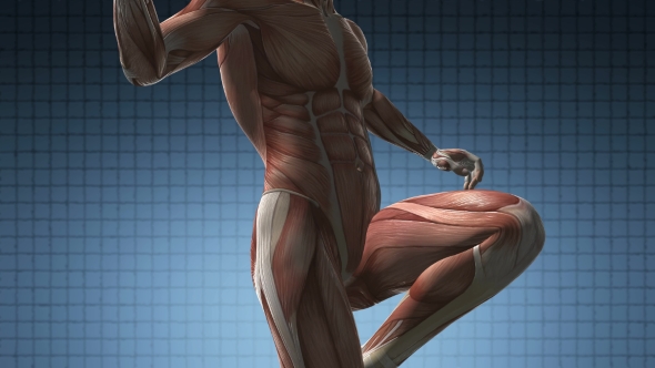 Human Muscle Anatomy alt
