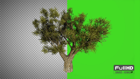 African Olive Tree alt