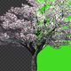 Cherry Tree - VideoHive Item for Sale
