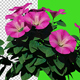 Growing Petunia Flowers - VideoHive Item for Sale