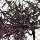 Texas redbud Tree - VideoHive Item for Sale