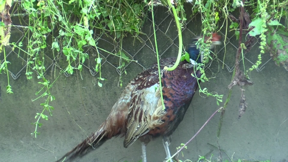 Cage for Extensive Breeding of Pheasants Male Cock and Other Poultry