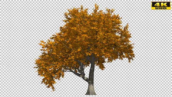 Autumn Tree alt