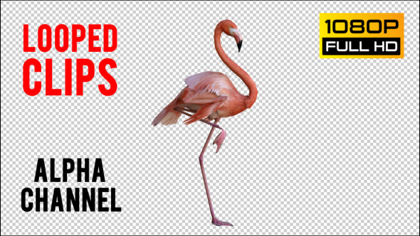 Flamingo 2 Realistic alt