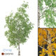 Birch Tree 3d Model No 2 (3 seasons) - 3DOcean Item for Sale