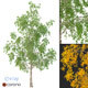 Birch Tree 3d Model No 3 (3 seasons) - 3DOcean Item for Sale
