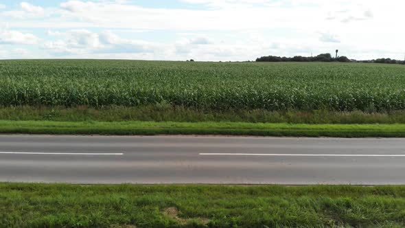 Aerial View of a Green Corn Field. Car Empty Asphalt Road Through the Corn Fields