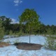 3D Tree - 3DOcean Item for Sale