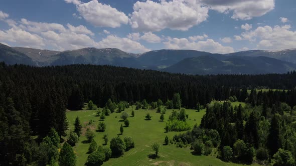 Pine Forests And Alpine Meadows