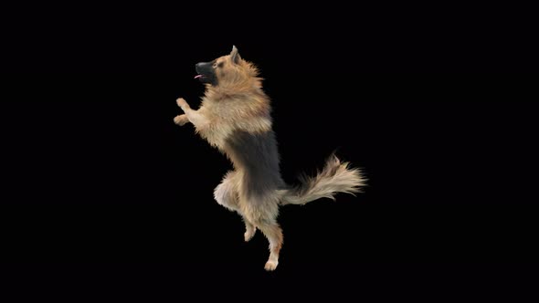 Dog Dance 4K