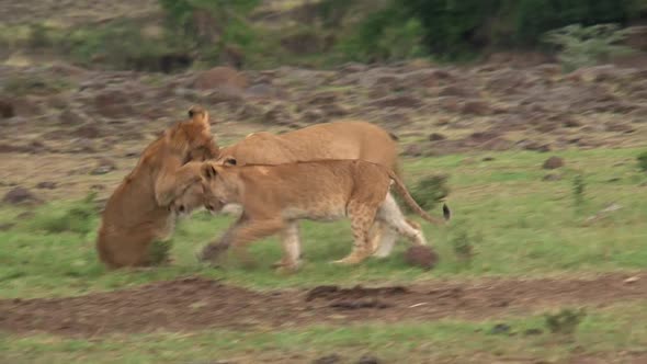 Pride of Lions walking on the savanna