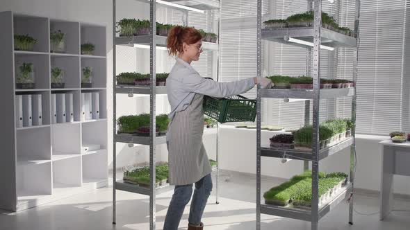 Organic Micro Greens Female Farmer Prepares Ripe Seedlings for Sale in Containers and Places Them in