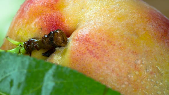 Harvesting Peaches