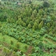 Aerial drone footage of green trees - VideoHive Item for Sale