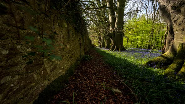 Time Lapse of Bluebells Forest during spring time in natural park in Ireland.