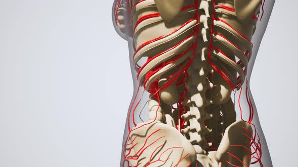 Science Anatomy of Human Blood Vessels alt