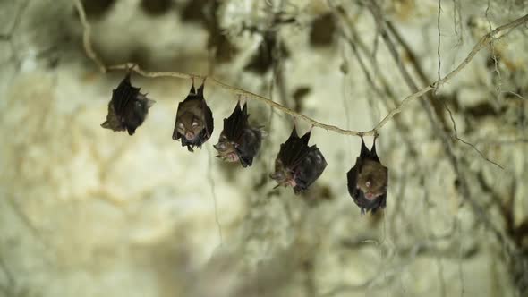 Five pairs of Bats hanging from a tree root