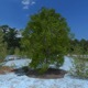 3D Tree - 3DOcean Item for Sale