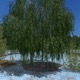 3D Tree - 3DOcean Item for Sale