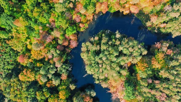 Autumn forest and curvy river. Aerial view of nature, Poland.