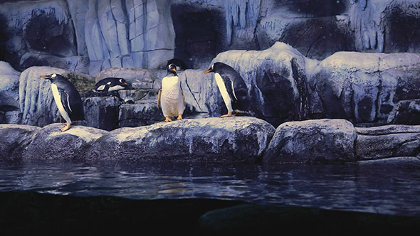 Aquarium Penguins