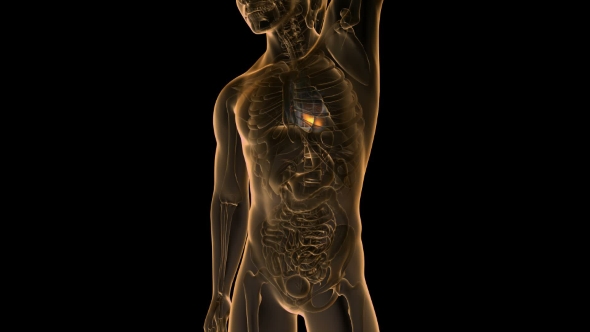 Anatomy Scan of Human Heart alt